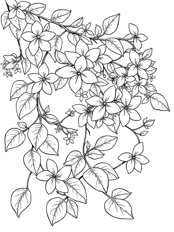 jasmine vine coloring page