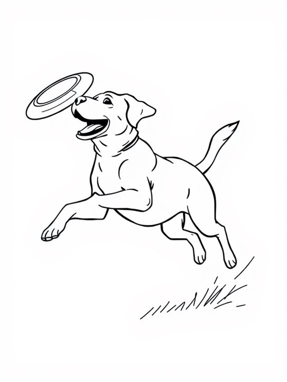 jumping labrador for frisbee