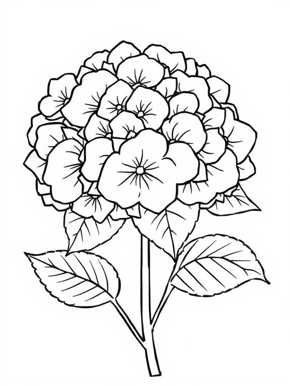 simple outline hydrangeas coloring page